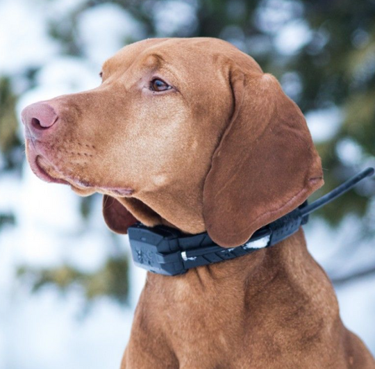 Dogtrace Tracking system DOG GPS X20