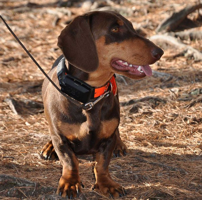 Dogtrace Tracking system DOG GPS X20