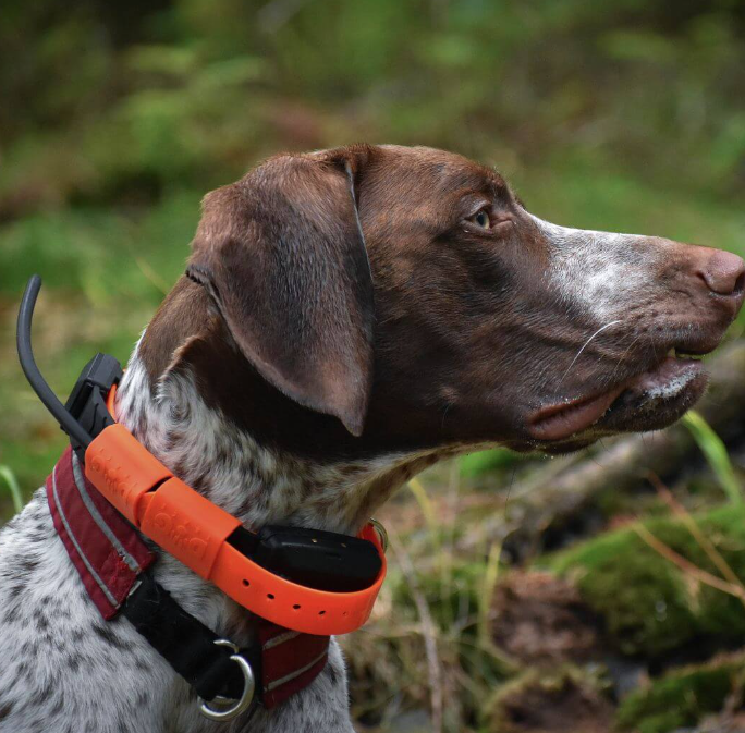 Dogtrace Training and tracking system DOG GPS X30T