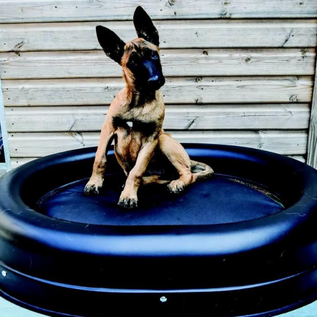 Really Tough Tuffie-unchewable dog bed, large