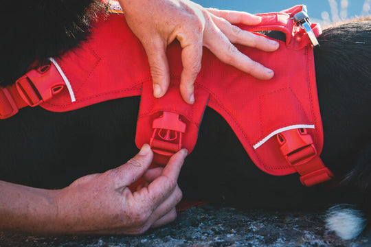Ruffwear Web Master Harness