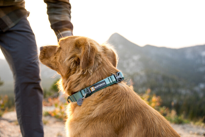 Ruffwear Web Reaction Collar