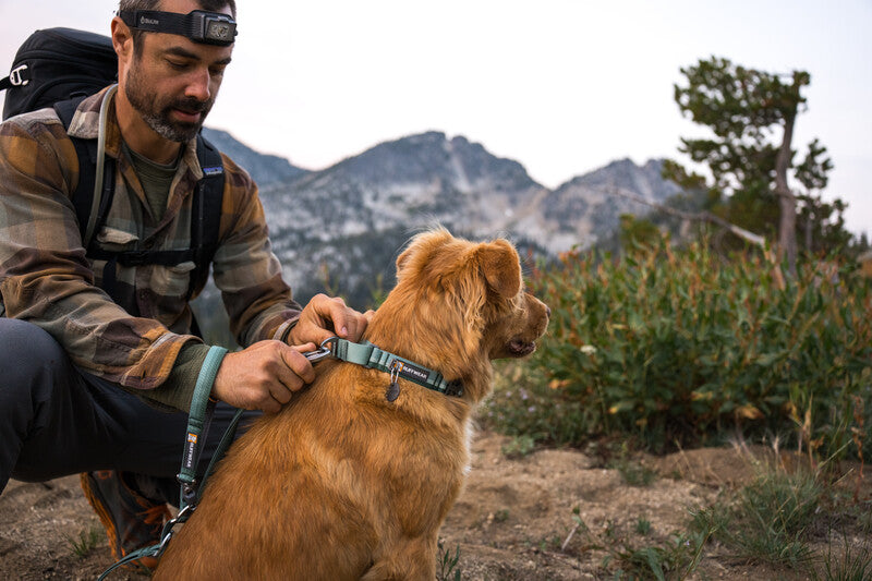 Ruffwear Web Reaction Collar