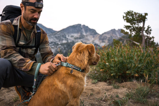 Ruffwear Web Reaction Collar