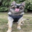 Euro Joe Y Harness