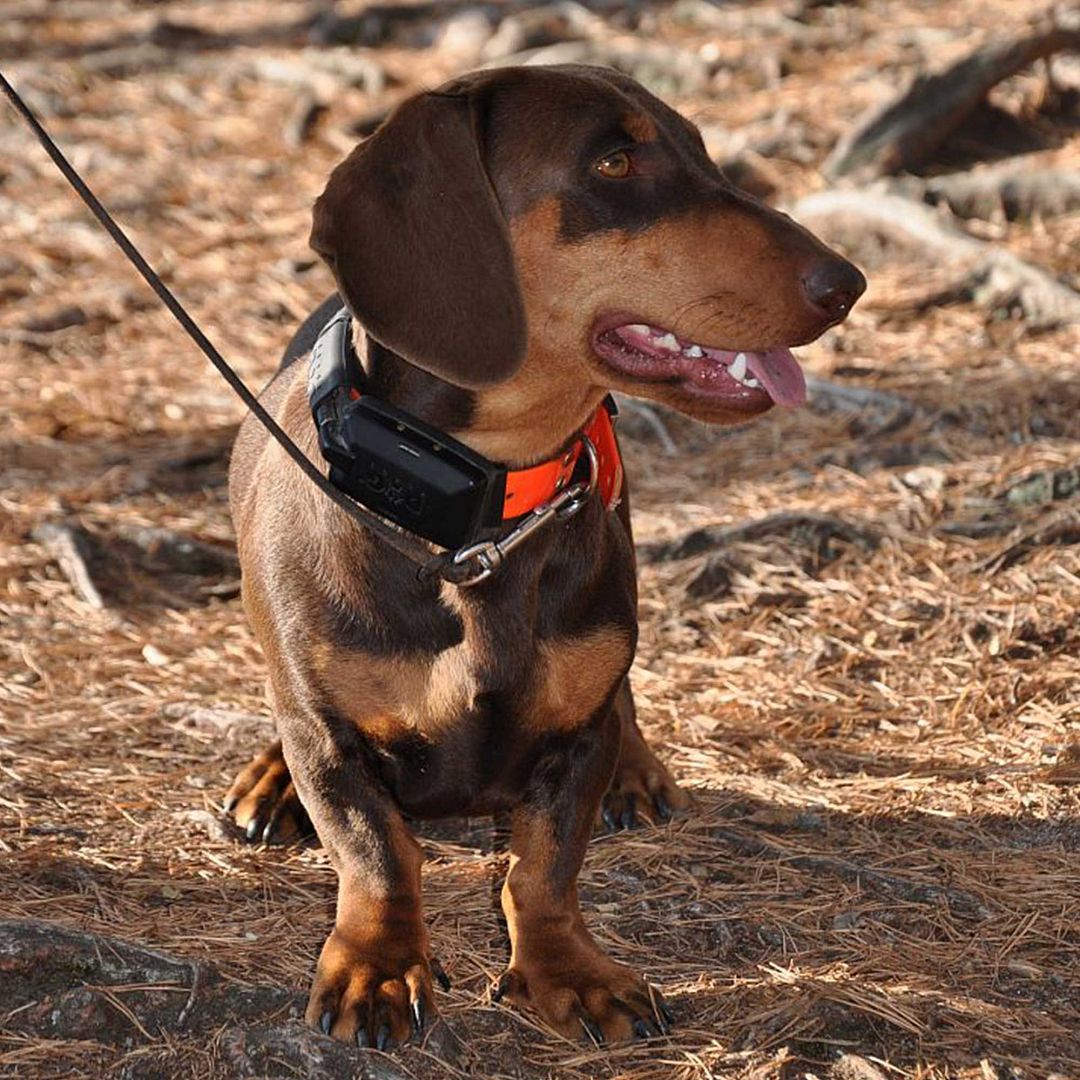 Dogtrace Tracking system DOG GPS X30
