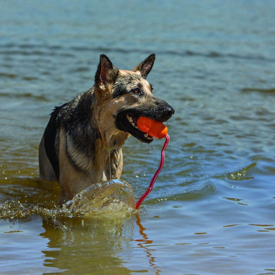 KONG Aqua on Rope