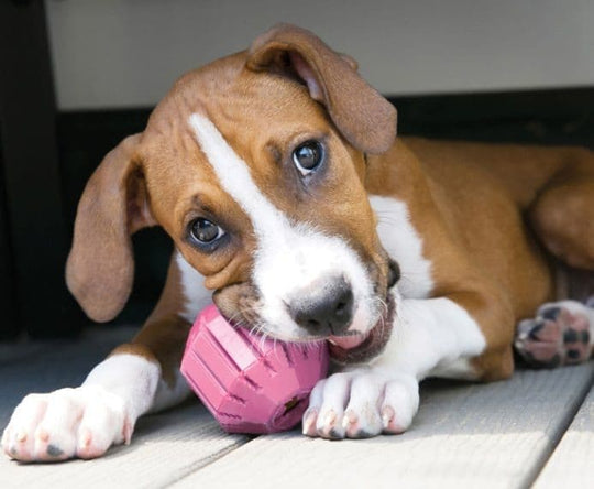 KONG Puppy Activity Ball