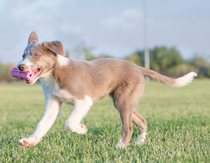 KONG Puppy Teething Stick