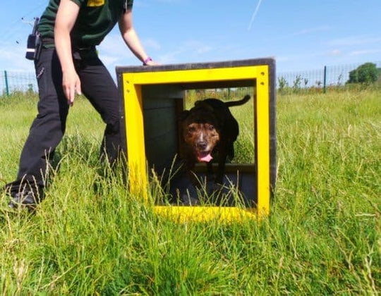 Marmax Dog Agility Cube