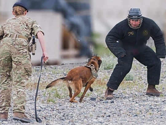 Semi Training Bite Suit
