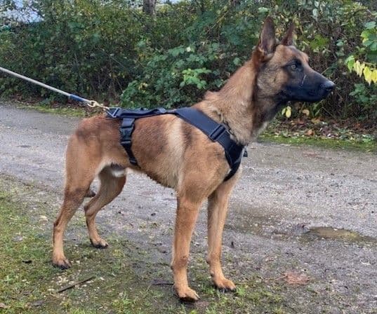 Tactical K9 Tracking Harness