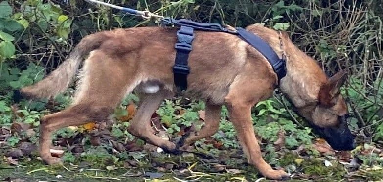 Tactical K9 Tracking Harness