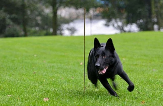 Training Pole