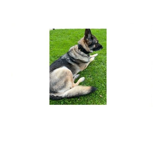 Vonwolf K9 Covert E Collar Cover