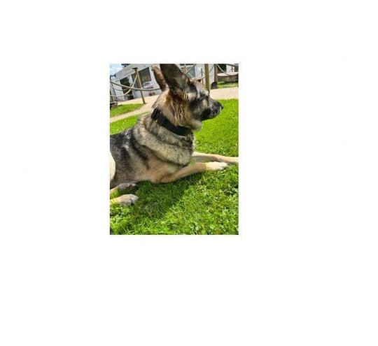 Vonwolf K9 Covert E Collar Cover